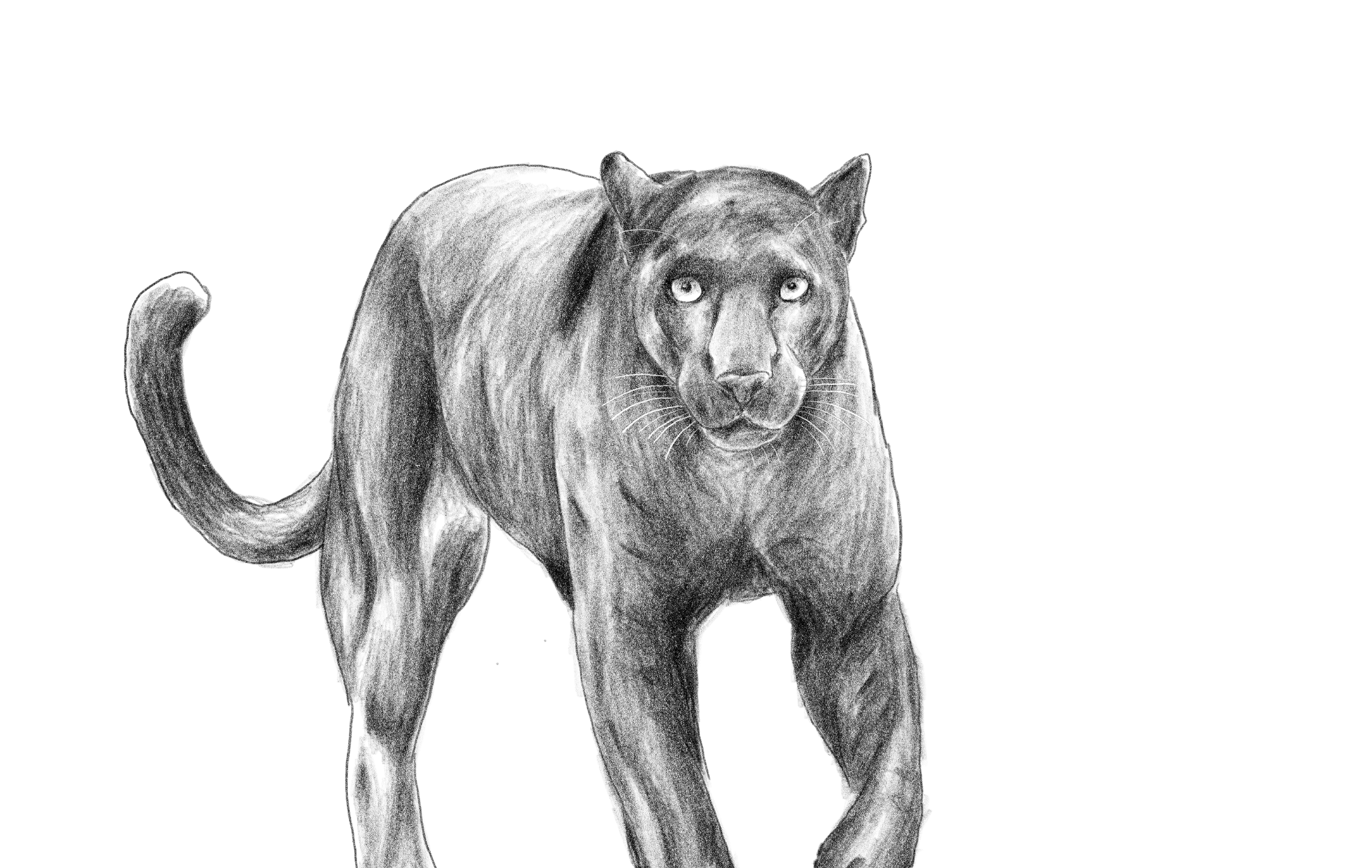 Black panther
